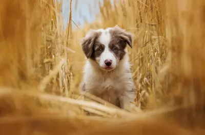 Border collie puppy